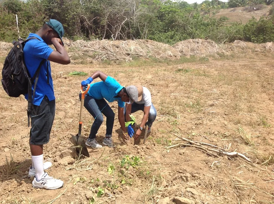 Scouts taking part in a tree-planting activity.